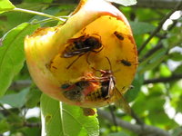 Giant hornets eating my apples