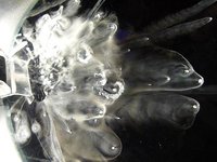 Dry Ice in Water