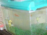 Morrissey the fish - unbagging