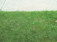 MSU Campus Fun