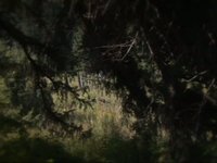 the Fall