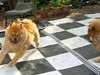 WORLDCHOW VIDEOS