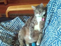 Sitting Lazy Cat