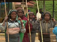 Kelani Valley Plantations: Branding the Ethical Tea of the World - PART 1