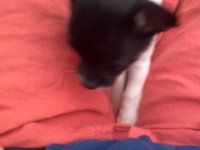 Sauron, el perrito ratón