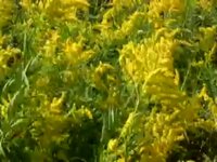 Tall Goldenrod