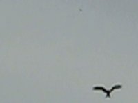 Red Kite.