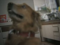 Jimmy Golden Retriever Test DOF JAG35