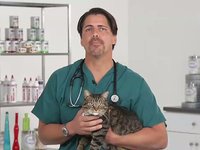 Oral Squamous Cell Carcinoma In Cats- VetVid Episode 024