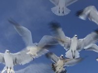 Taking Flight