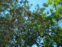 Chicago's Monk Parakeets