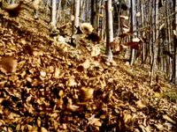 Zimtstern "Leaves" - Making-of