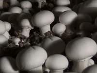 Teasing : Les champignonnières de Villentrois [mushroom caves]