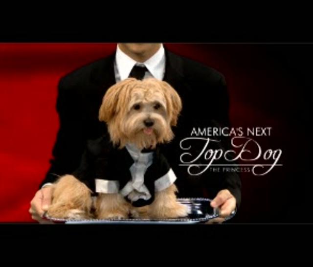America's Next Top Dog