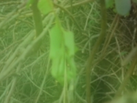 the tooth
