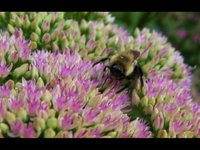 Bumblebees