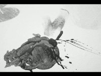EXSITU INSITU