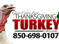 Green Cedars Farm - Turkeys