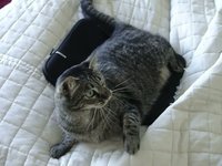 Cat playing with string