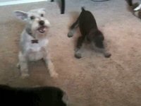 Groomed Babies