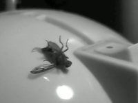 Last Moments of a Dying Fly