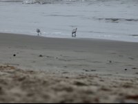 crab-hunting birds