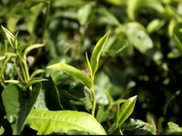 Yunnan China Tea