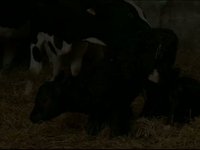Animal eng