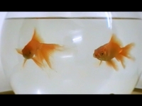 My lovely little goldfish