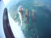 Dolphin escort starboard