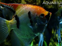 Aquariumed (Preview)