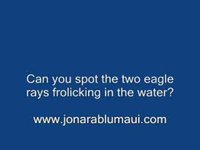 Close encounter at the beach! www.jonarablumaui.com