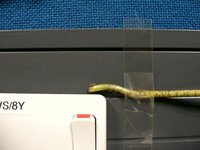 Cheese Plant Root 62 Hour Timelapse