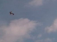 Epp Biplane