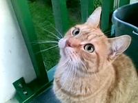 Mon chat veut la mouche
