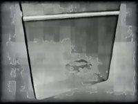 Cyborg (music video Troides Priamus Hecuba)