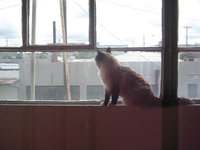 KYLE THE CAT SEES BIRDS OUTSIDE