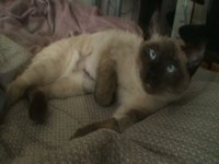 Sega the Kitty in HD