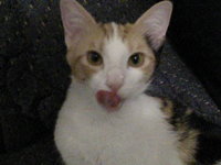 Aeris kitten licking whipped creme off her nose