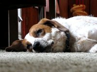 Chill Dog