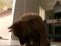 Learn to chew: Shaena Dog - Shiba Inu