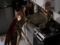 3d animated cockroach