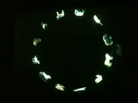 HOX 1.3b