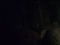 Night Trail Jam