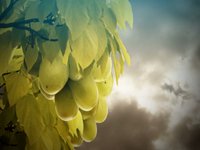 Grape explosion