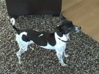Barking at TV bullies