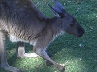 Up-close with a Kangaroo!