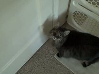 All doors must be open