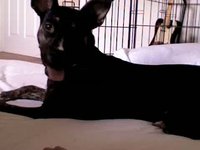 destructodog