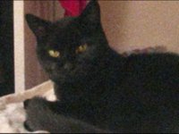 kitty alice